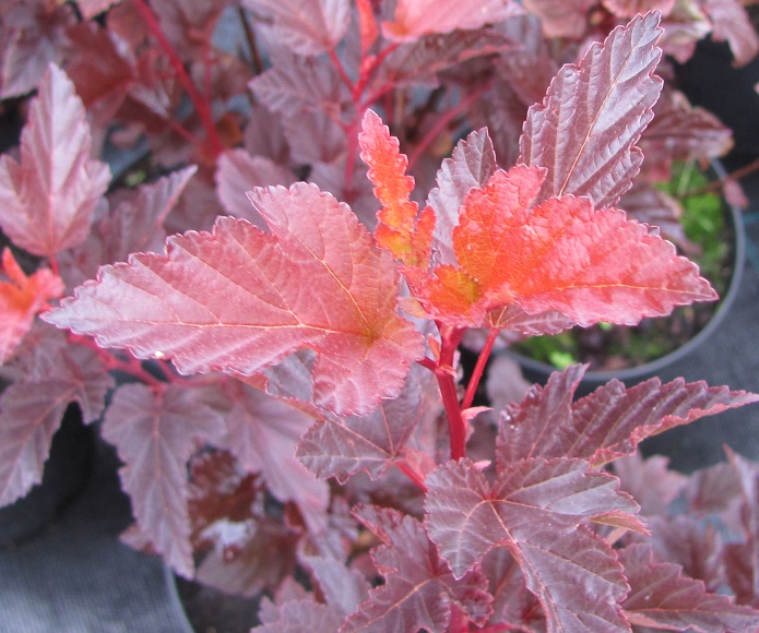 Physocarpus opulifolius 'Andre'