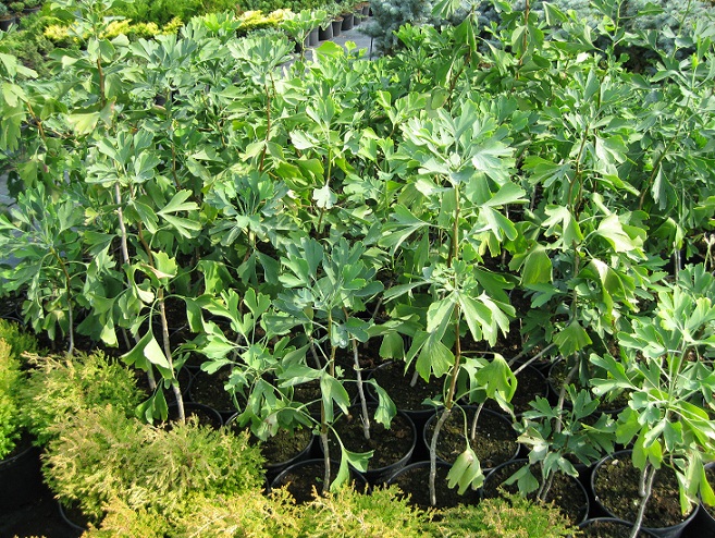 Ginkgo biloba