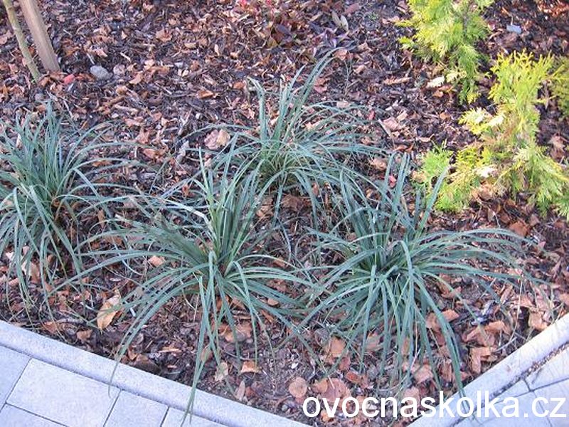Ophiopogon