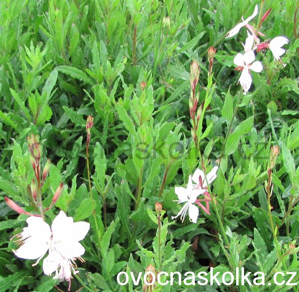 Gaura lindheimeri Gaudi® Medium White