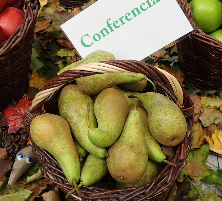 hrušeň Konference 