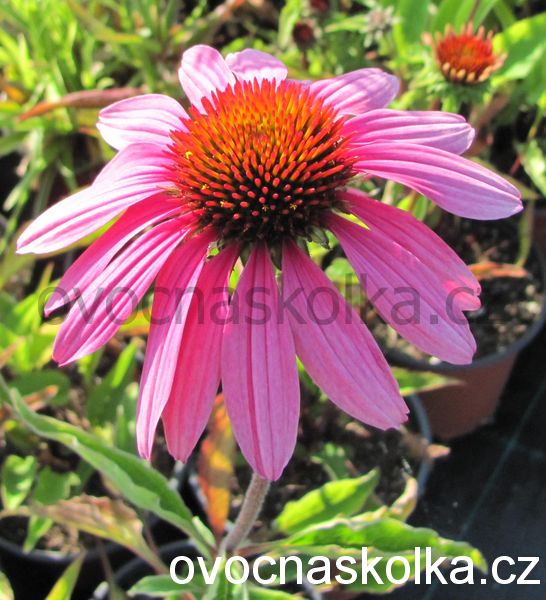 Echinacea purpurea Lakota™ Rose