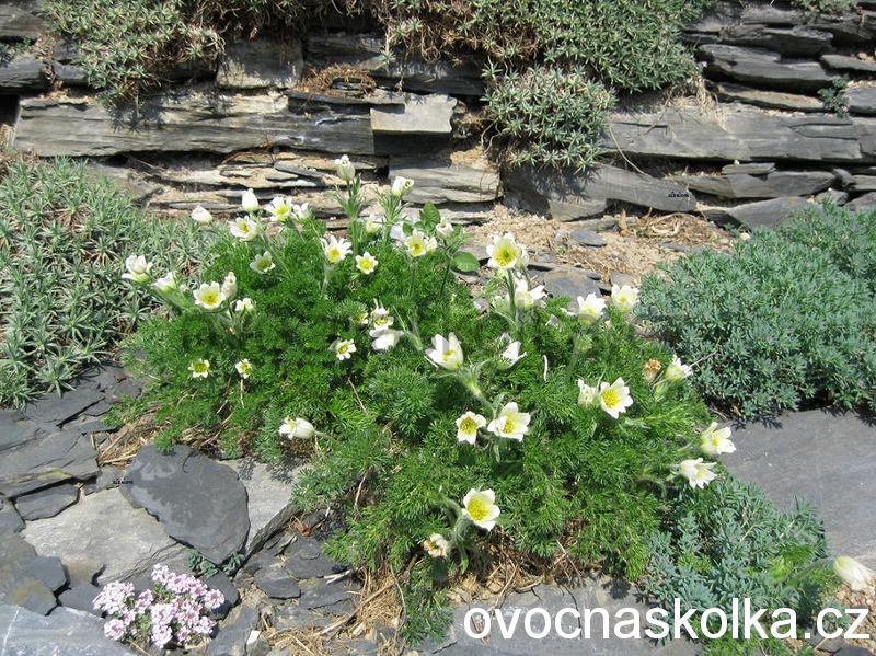 Pulsatilla vulgaris ´Alba´ - bílý