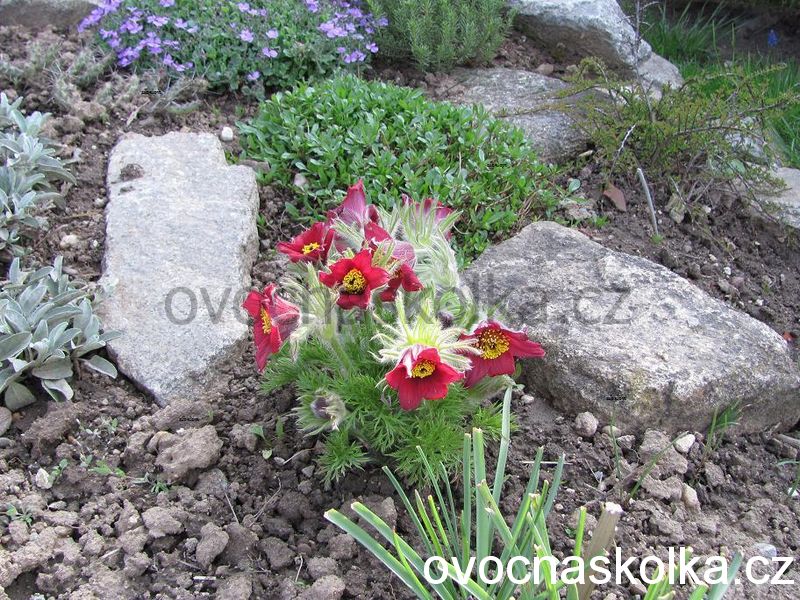 Pulsatilla vulgaris ´Rubra´ - červený