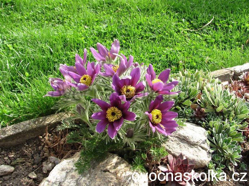 Pulsatilla vulgaris Purple - fialový