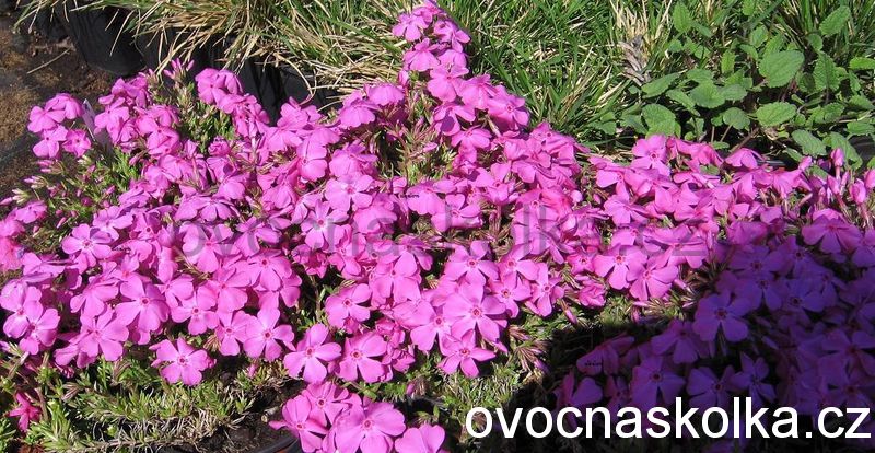 Phlox subulata 'Moerheimii'