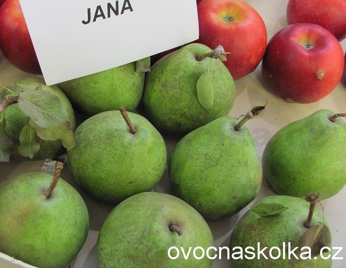 hrušeň Jana vyšší tvar  