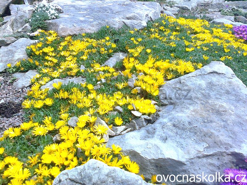 Delosperma congestumGolden Nugget