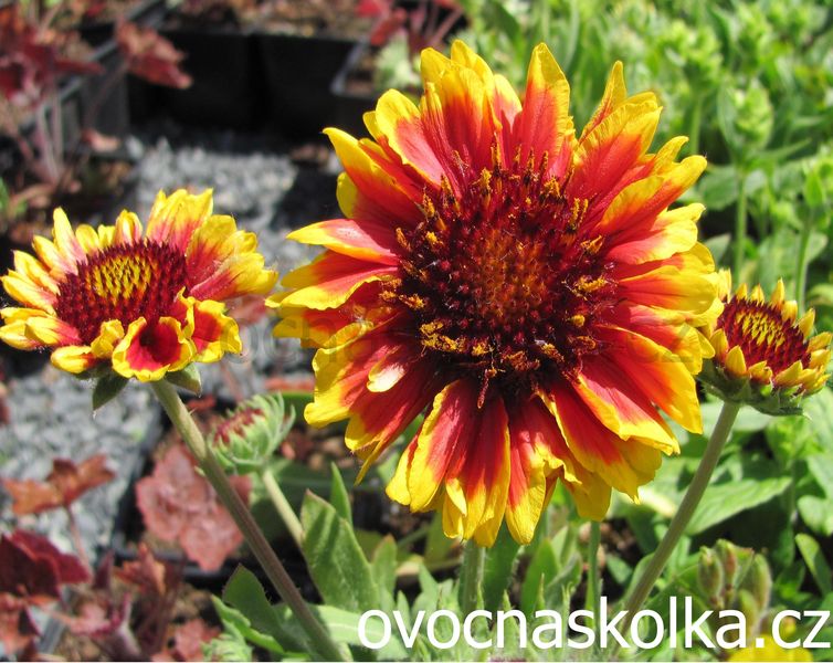 Gaillardia aristata Arizona Sun