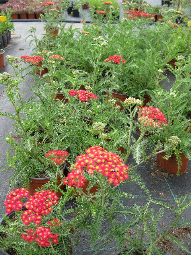 Achillea millefolium Milly Rock Cherry