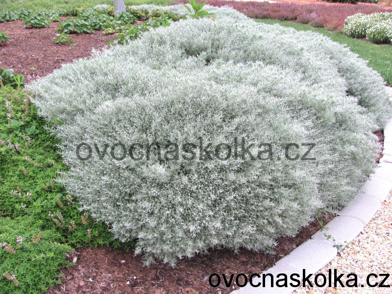Artemisia schmidtiana 'Nana'