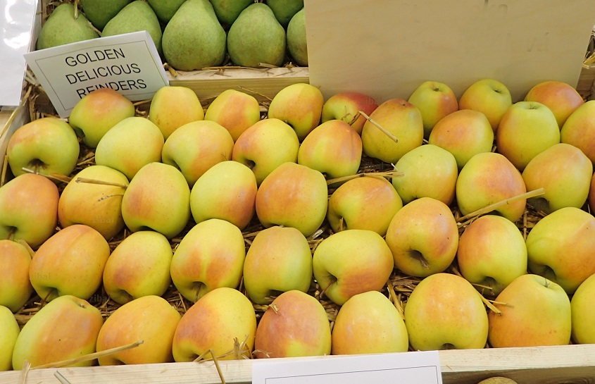 jabloň Golden Delicious Reinders v květináči