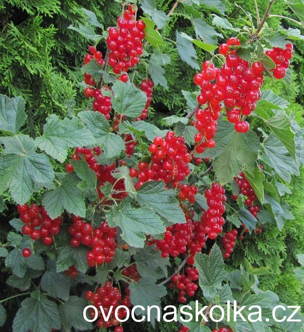 rybíz Rovada - červený keřový