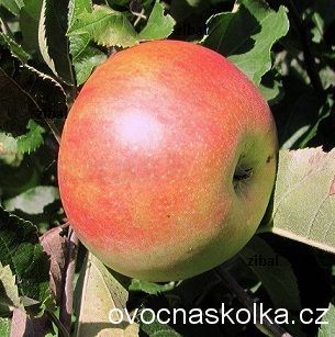 sloupovitá jabloň Charlotte 