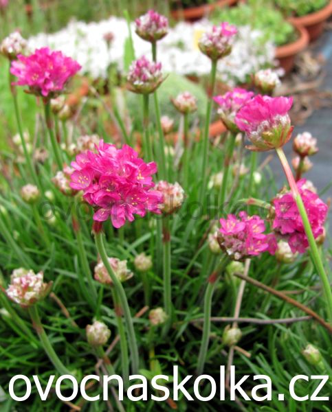 Armeria maritima Abbey Deep Rose
