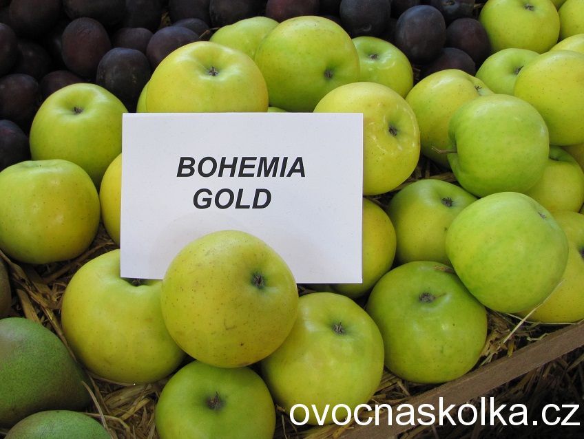 jabloň Gold Bohemia  vyšší tvar