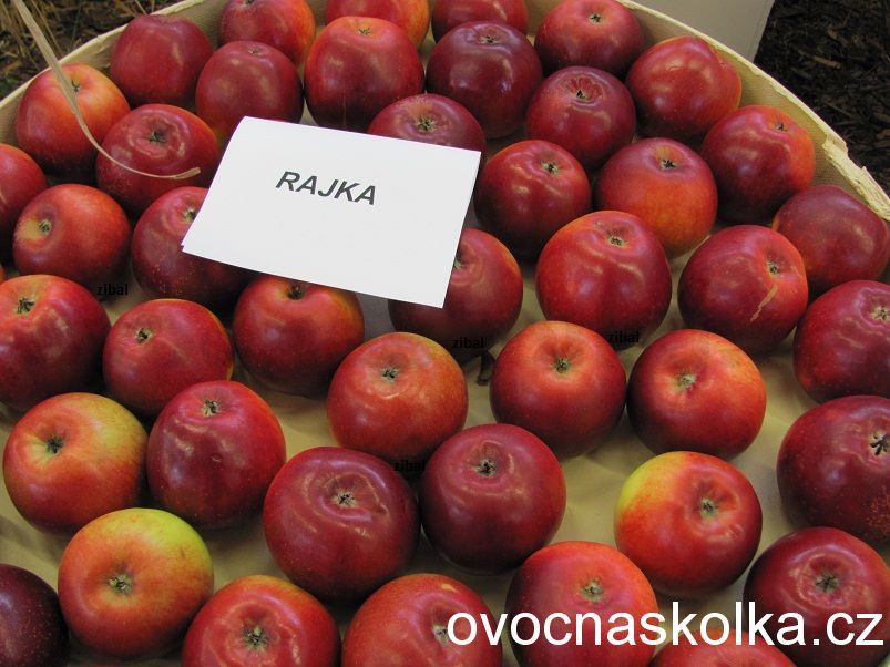 jabloň Rajka  v květináči