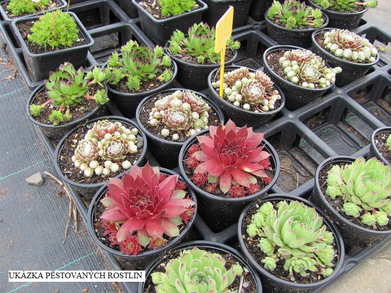 netřesk (sempervivum) v odrůdách