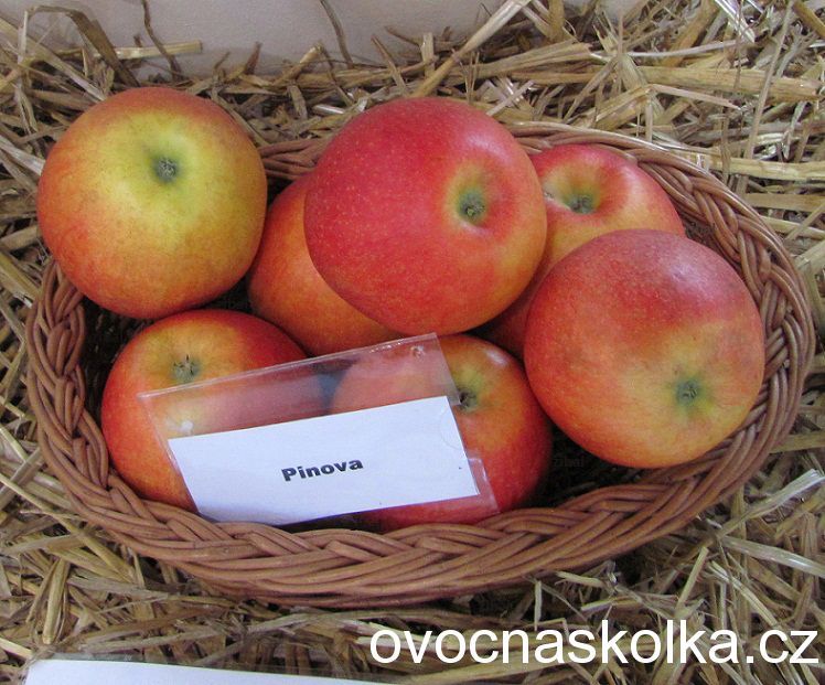 jabloň Pinova  