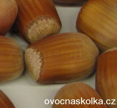 líska Lombardská červená