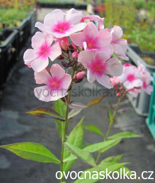 Phlox paniculata Bee Best Purple Eye