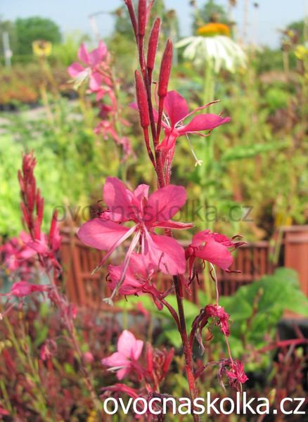 Gaura lindheimeri Gaudi® Red