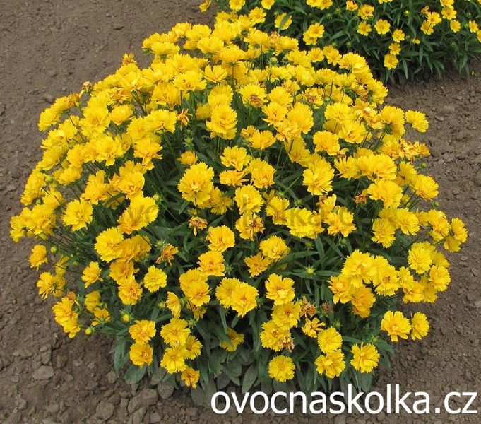 Coreopsis grandiflora Double the Sun