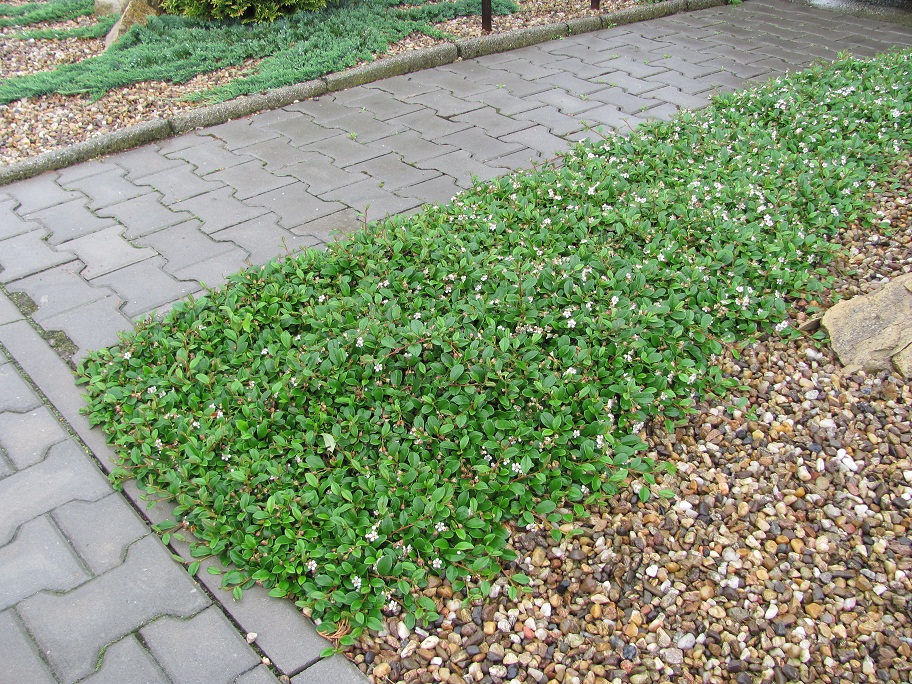 Cotoneaster dammeri 