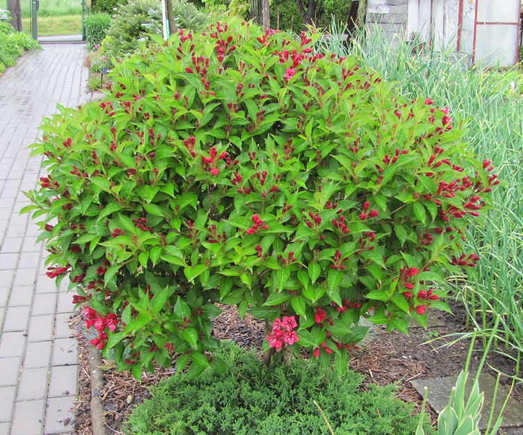 Weigela floribunda "Red Prince"