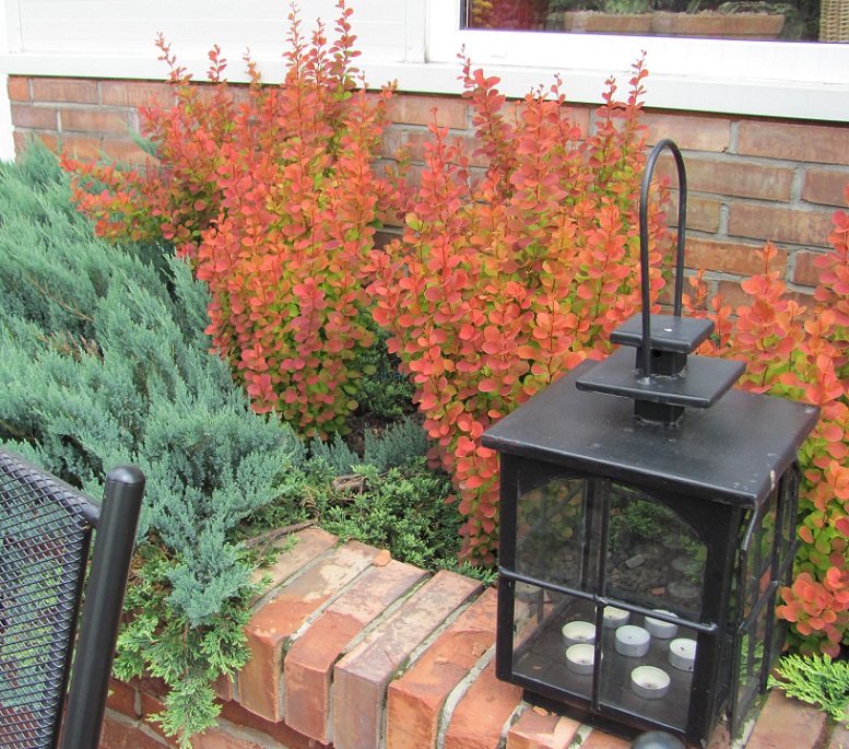 Berberis thunbergii 'Orange Pillar'
