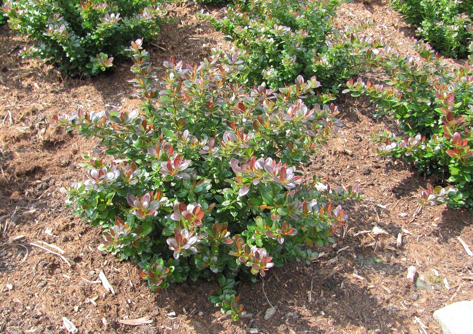 Berberis x media 'Red Jewel'