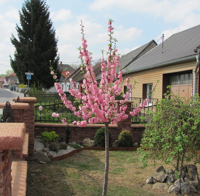 Prunus triloba