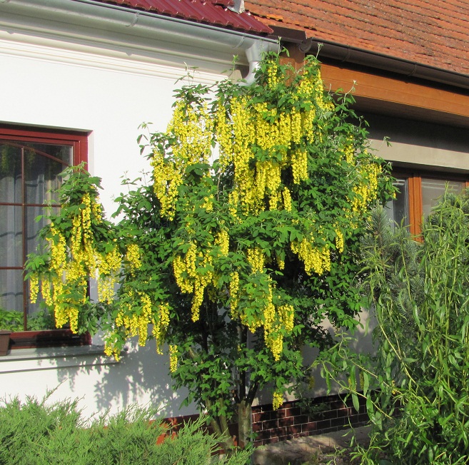 Laburnum anagyroides