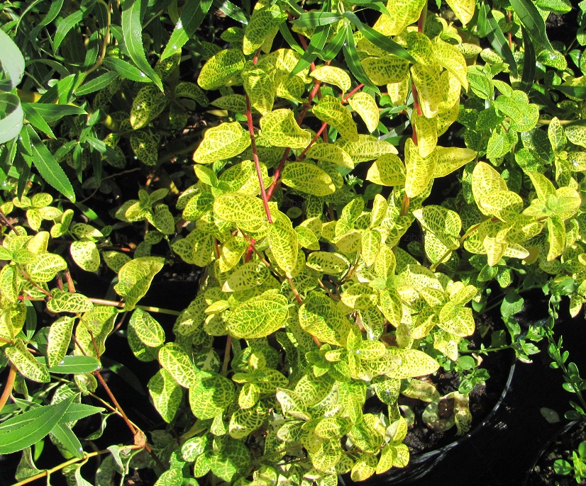 Lonicera japonica 'Aureoreticulata' 