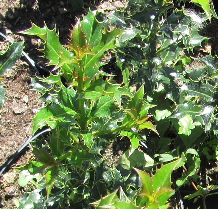 Ilex aquifolium