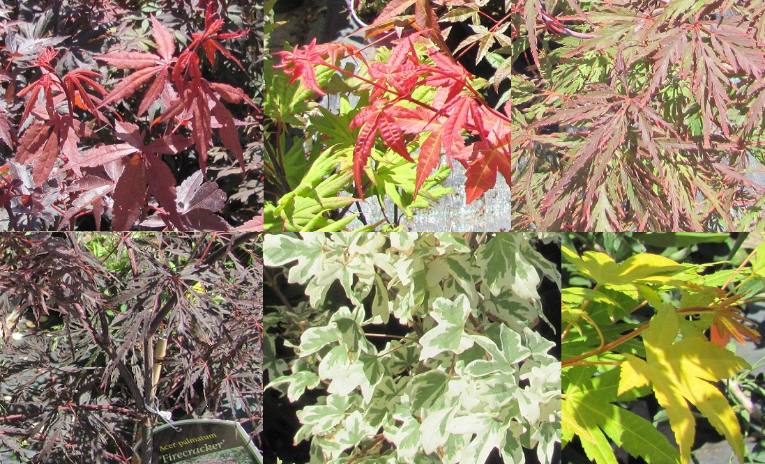 xAcer palmatum v odrůdách