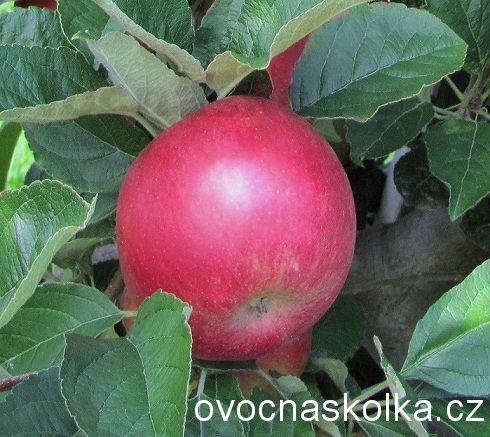 jabloň Akane 