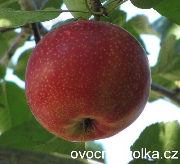 jabloň Älwa