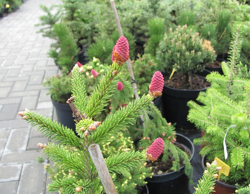 Picea abies 'Acrocona'
