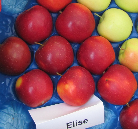 jabloň Elise  