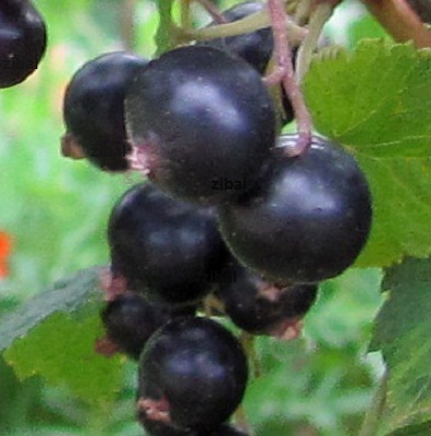 rybíz Bona   -  černý  stromkový 