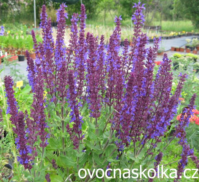 Salvia nemorosa Caradonna