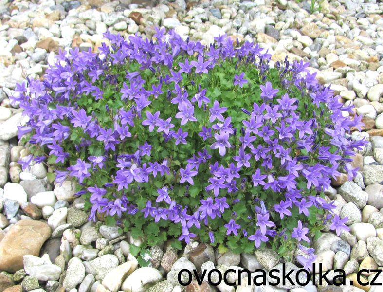 Campanula portenschlagiana Clockwise Deep Blue