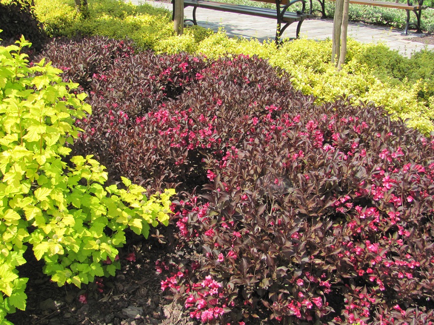 Weigela x hybrida 'Atropurpurea '