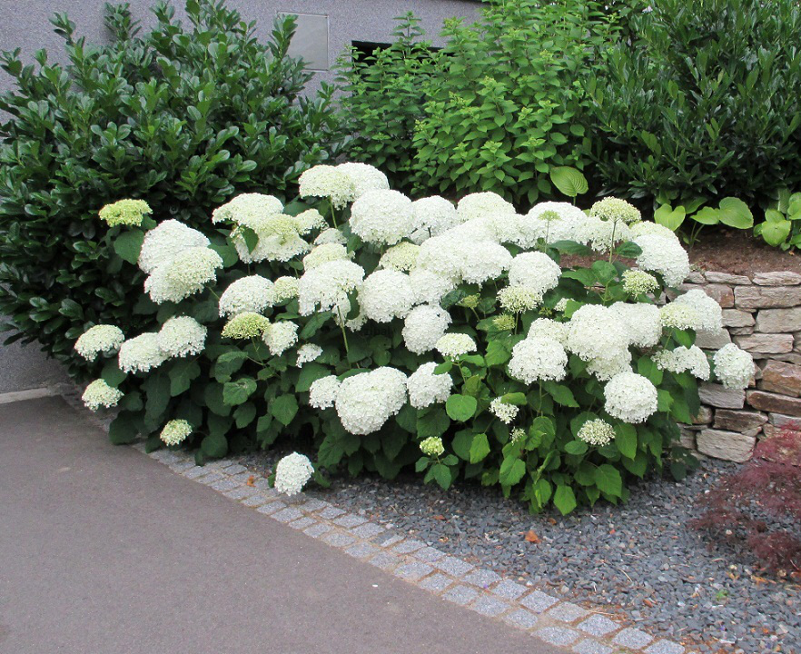 Hydrangea arborescens 'Annabelle'