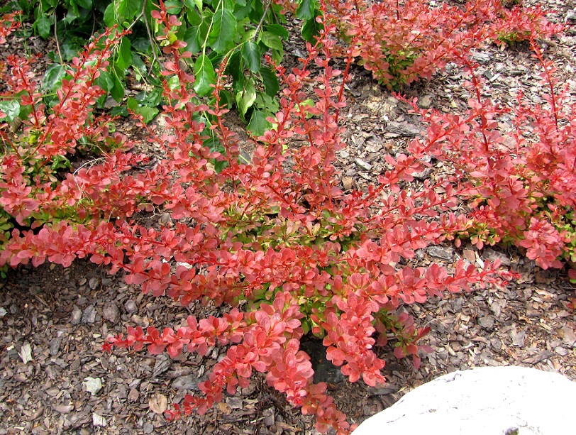 Berberis thunbergii 'Orange Carpet' 