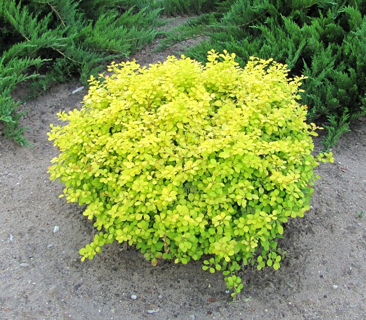 Berberis thunbergii 'Golden Zwerg'