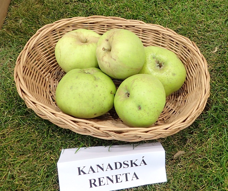 jabloň Kanadská reneta