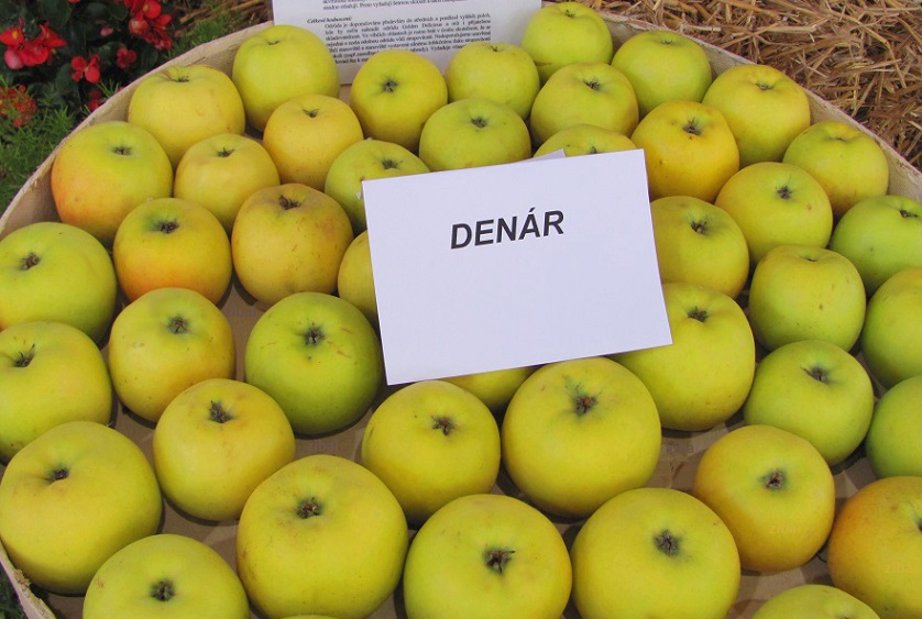 jabloň Denár vyšší tvar