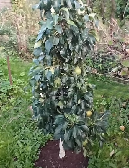hrušeň Garden Pearl  Pyvert